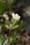 Three-toothed cinquifoil <BR>Shrubby fivefingers